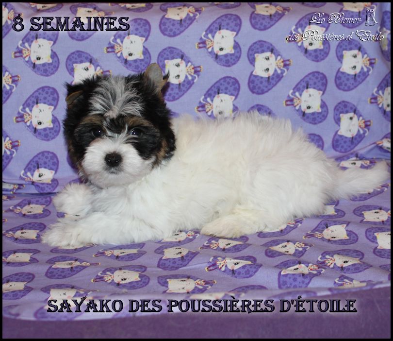 Sayako des Poussières d'Etoile 8 semaines