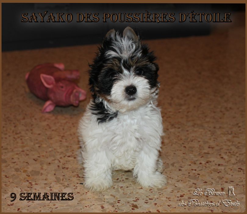 Sayako des Poussières d'Etoile 9 semaines